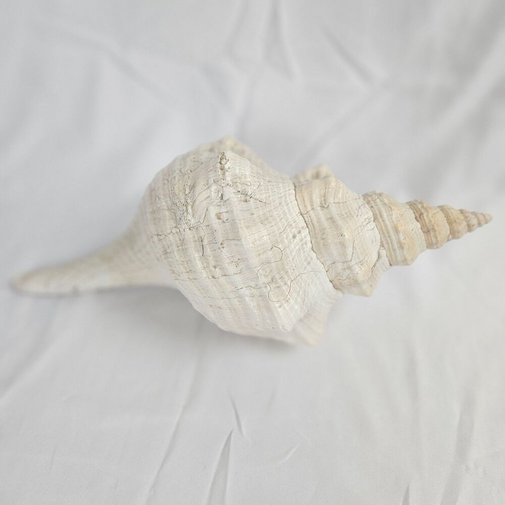 NATURAL‎ Large HORSE CONCH SEA SHELL 13" Aquarium Decor Triplofusus Giganteus